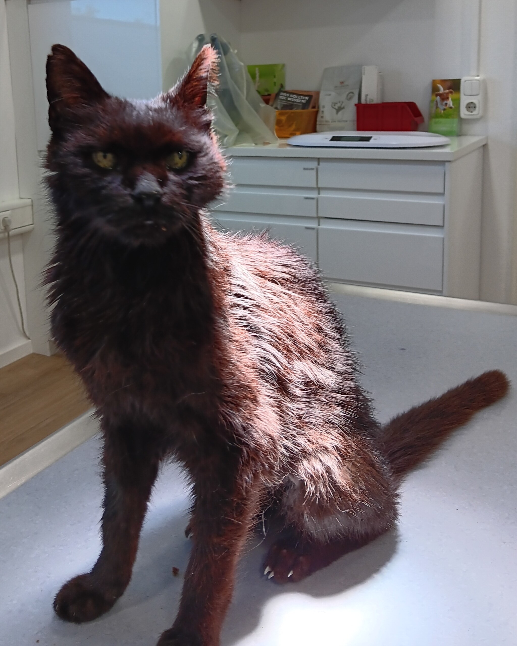 Katze aus Nandlstadt 20250826_182657