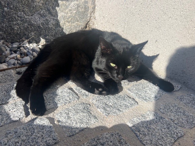 schwarze Katze