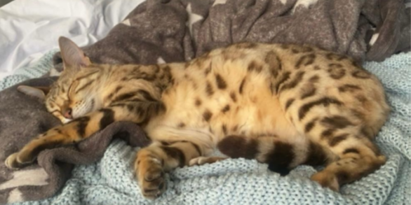 Halfmann Ktz. Fairy-Tail