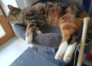 Katze Flori aus Paunzhausen