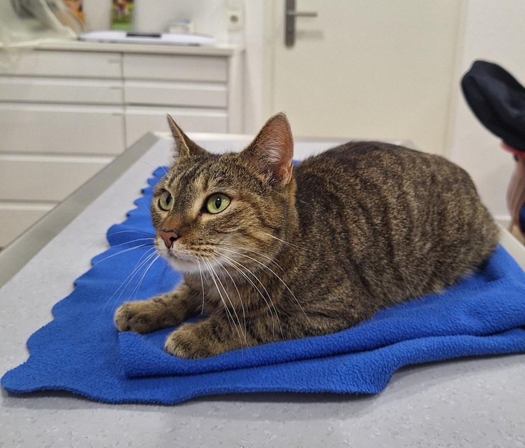 Kätzin aus Kranzberg gefunden im März 2026 von Frau Blassl