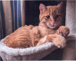 Kater Maxl aus Allershausen