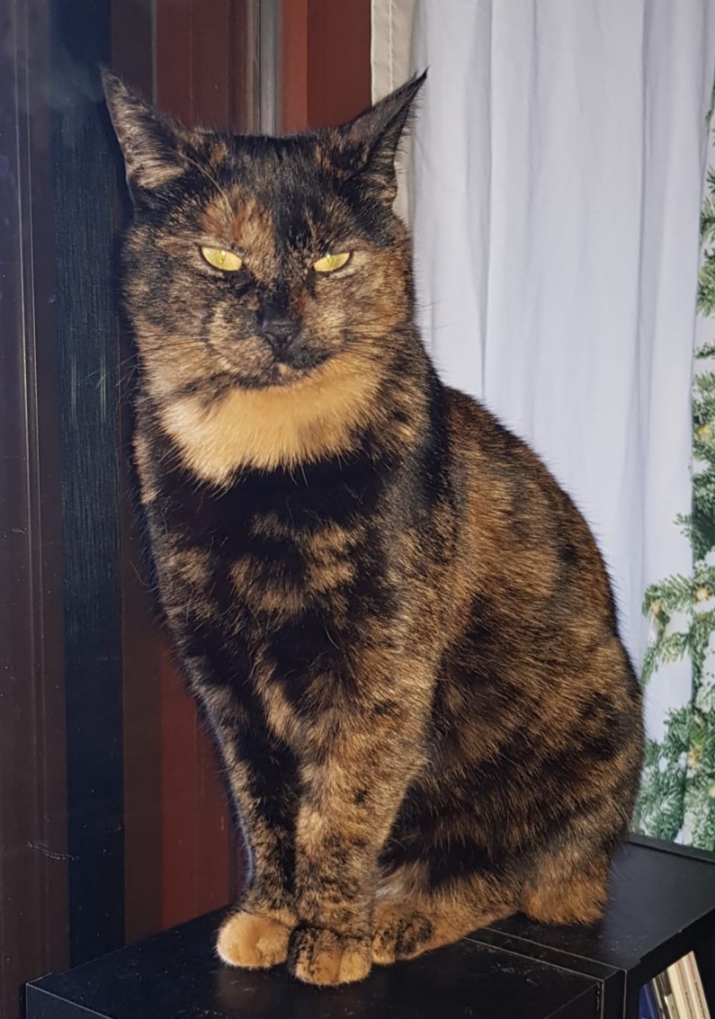 Vermisster Kater Mikki