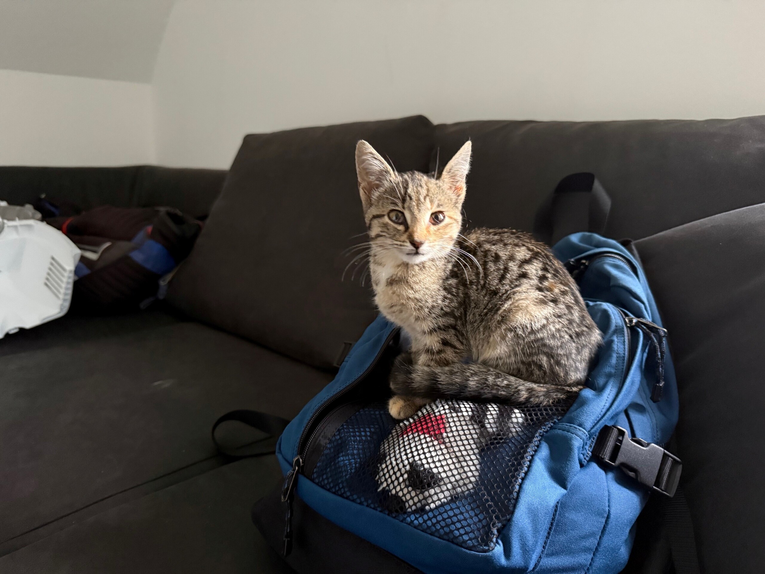 Fundkatze zwischen Entrischenbrunn und Paunzhausen am 16.09.2026